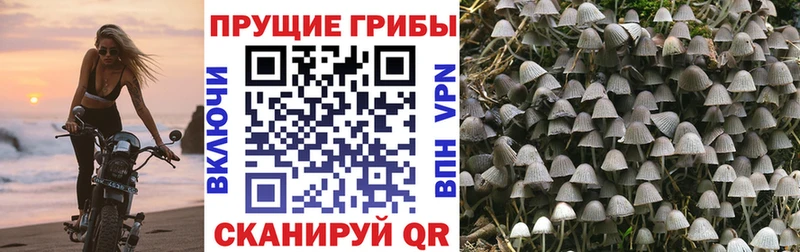 Галлюциногенные грибы GOLDEN TEACHER Севастополь